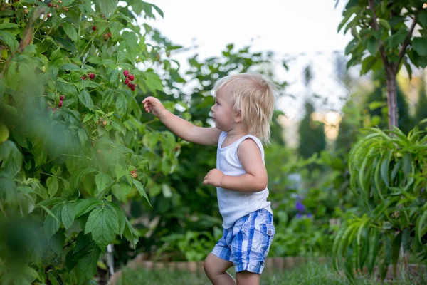 Chłopiec małego malucha, dziecko, zbierając raspberiies — Zdjęcie stockowe