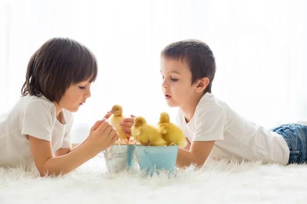 Lindos niños pequeños, hermanos, jugando con patitos sprin — Foto de Stock