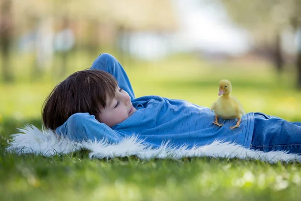 Lindo niño con patitos primavera, jugando juntos —  Fotos de Stock