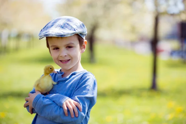 Cute little boy with ducklings springtime, playing together — Stock Photo, Image