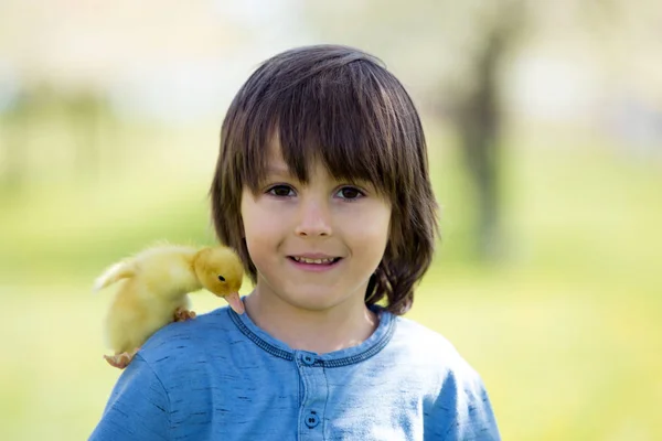 Lindo niño con patitos primavera, jugando juntos —  Fotos de Stock