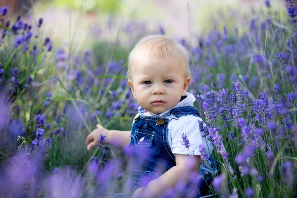 Dulce niño pequeño en paños casuales, sentado en el campo de lavanda , —  Fotos de Stock