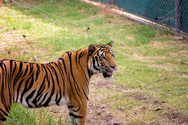 Tiger vilar i skuggan/vilda djur i naturen Habitat — Stockfoto