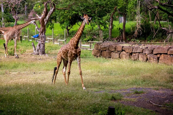 People enjoying giraffes in wild animal safari park — Stock Photo, Image