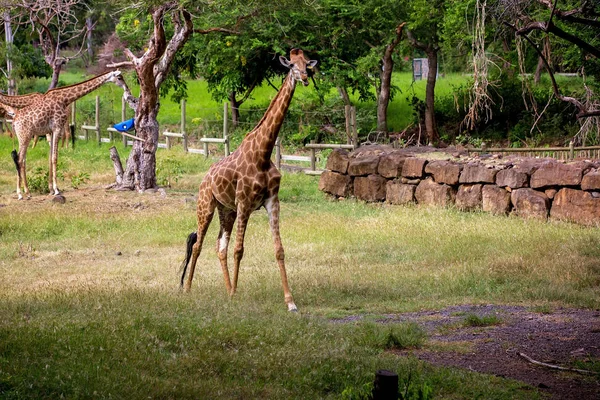 Les gens qui apprécient les girafes dans le parc animalier sauvage safari — Photo