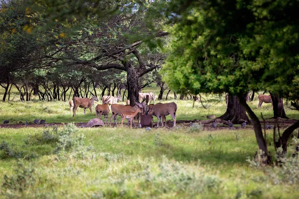 Impala antilopok az erdőben. Afrikai antilop, zebrák és os — Stock Fotó