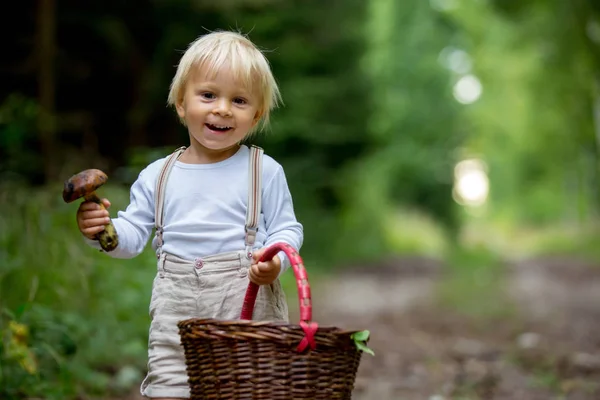 Adorabile bambino, bambino che raccoglie funghi nel cestino — Foto Stock