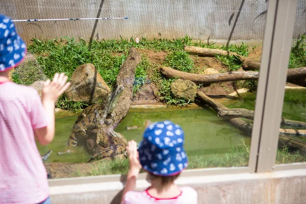 Små pojkar på exotiska Zoo, titta på och observation krokodiler — Stockfoto