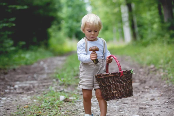 Schattig kind, kleine jongen plukken paddestoel in mand — Stockfoto