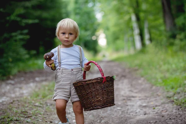 Очаровательный ребенок, маленький мальчик собирает грибы в корзине — стоковое фото