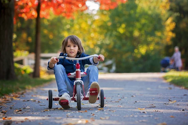 甘い幼児の男の子、夕日、秋に公園で三輪車に乗って — ストック写真