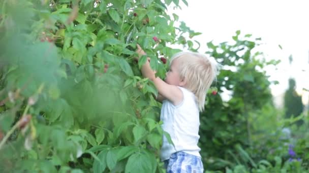 Mały Chłopiec Dziecko Zbieranie Raspberiies Ogrodzie — Wideo stockowe
