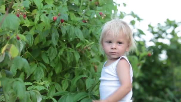 Kleine Peuter Jongen Kind Verzamelen Raspberiies Tuin — Stockvideo