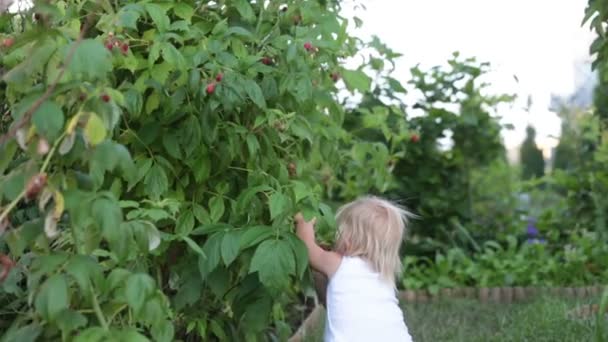 Kleine Peuter Jongen Kind Verzamelen Raspberiies Tuin — Stockvideo