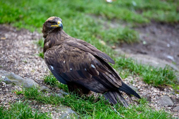 Águila en la naturaleza — Foto de Stock
