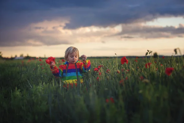 可爱的孩子 金发碧眼的男孩 在一个半阴的日子里 在罂粟地里玩耍 天空戏剧化 享受着新鲜的春夜 — 图库照片
