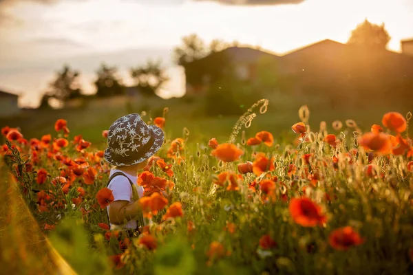 Vackra Småbarn Pojke Barn Samla Vallmo Solnedgången Vacker Natur — Stockfoto