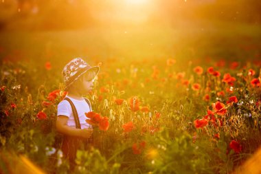 Güzel çocuk, gün batımında güzel kırsalda haşhaş toplayan çocuk.