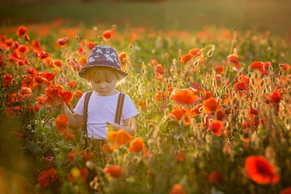 Hermoso Niño Pequeño Niño Recogiendo Amapolas Puesta Del Sol Hermoso —  Fotos de Stock