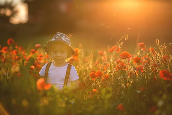 Hermoso Niño Pequeño Niño Recogiendo Amapolas Puesta Del Sol Hermoso — Foto de Stock