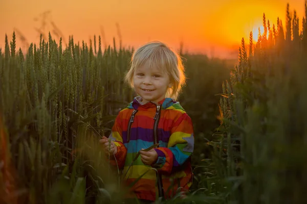 Blont Barn Liten Pojke Springer Fält Vid Solnedgången Håller Vilda — Stockfoto