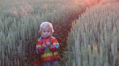 Sarışın çocuk, küçük çocuk, gün batımında buğday tarlasında duruyor.
