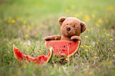 Parkta bir dilim karpuz ile oyuncak ayı