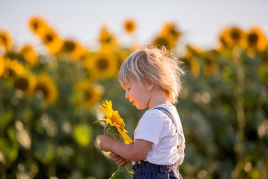 Küçük çocuk, ayçiçeği tarlasında çocuk, gün batımında büyük çiçeklerle oynuyor.