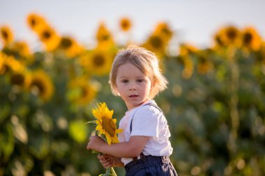Küçük çocuk, ayçiçeği tarlasında çocuk, gün batımında büyük çiçeklerle oynuyor.