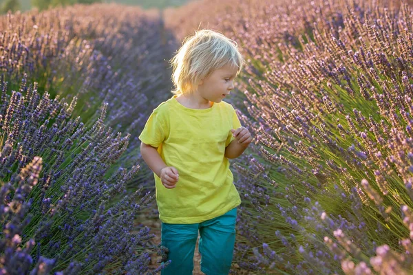 Söt Liten Pojke Vacker Pojke Leker Lavendelfält Vid Solnedgången — Stockfoto