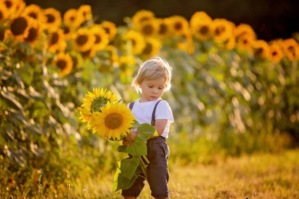 Маленький Мальчик Ребенок Подсолнушном Поле Играет Большим Цветком Закате — стоковое фото