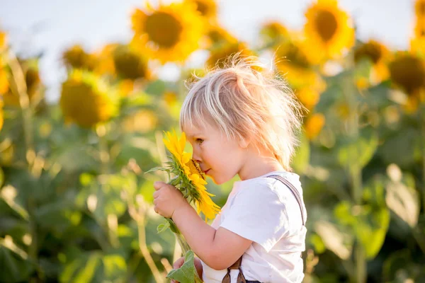 Menino Pequeno Criança Campo Girassol Brincando Com Grande Flor Pôr — Fotografia de Stock