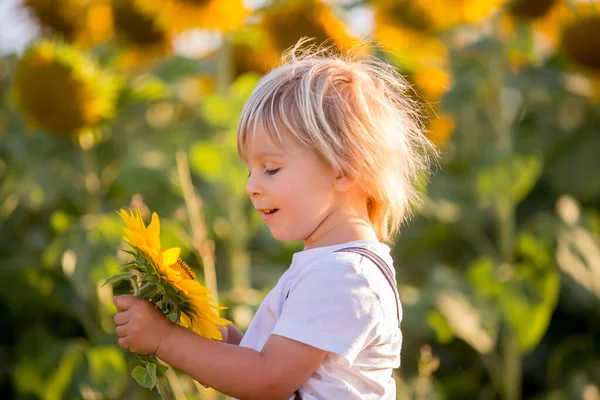 Malý Batole Chlapec Dítě Slunečnicovém Poli Hraje Velkou Květinou Při — Stock fotografie