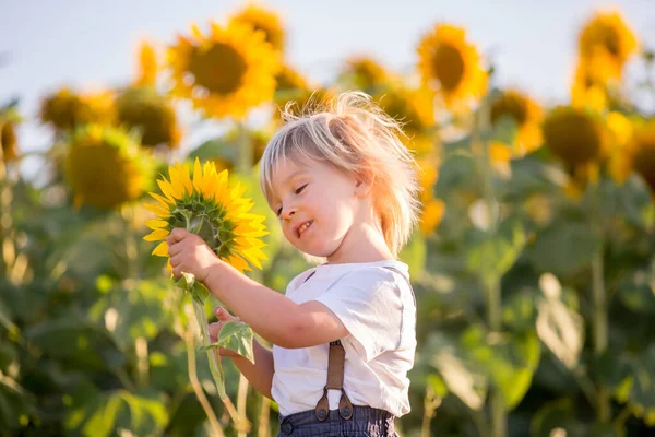 Menino Pequeno Criança Campo Girassol Brincando Com Grande Flor Pôr — Fotografia de Stock