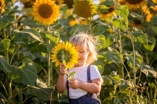 Små Barn Pojke Barn Solrosfält Leka Med Stora Blomman Solnedgången — Stockfoto