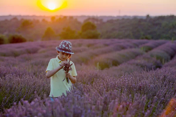 Söt Liten Pojke Vacker Pojke Leker Lavendelfält Vid Solnedgången — Stockfoto
