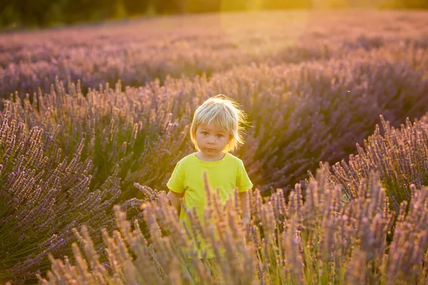 Söt Liten Pojke Vacker Pojke Leker Lavendelfält Vid Solnedgången — Stockfoto