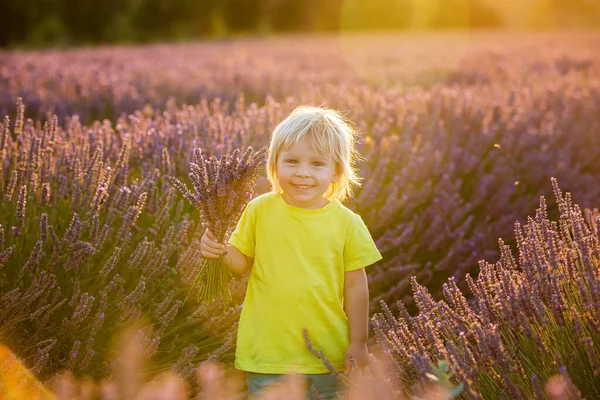 Söt Liten Pojke Vacker Pojke Leker Lavendelfält Vid Solnedgången — Stockfoto