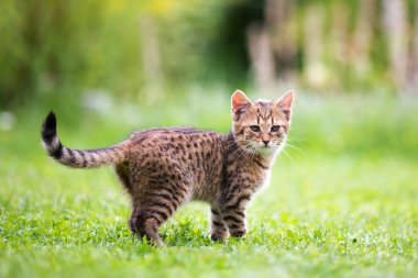Bahçedeki küçük kedi yavrusu, yazları oynuyor.