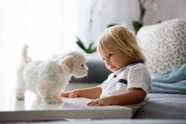 可爱的金发碧眼的小孩 蹒跚学步的小孩 在家里和小白狗玩耍 — 图库照片