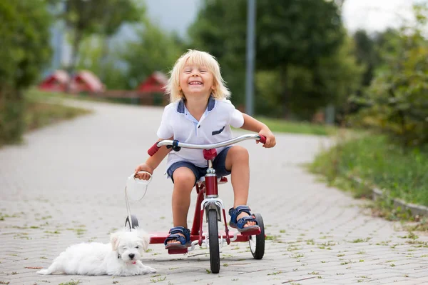 Aranyos Kisgyermek Fehér Máltai Kiskutya Játszik Parkban Séta Lovaglás Tricikli — Stock Fotó