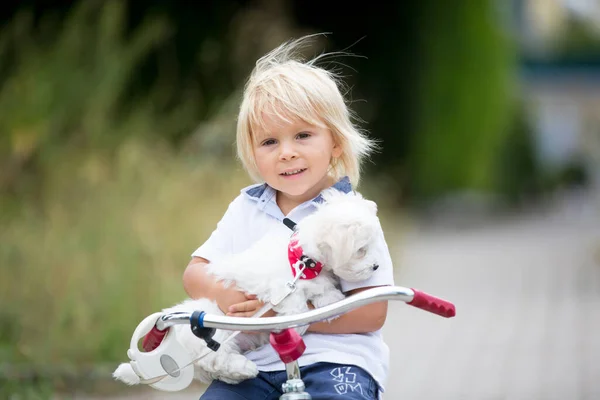 Lindo Niño Pequeño Con Cachorro Blanco Maltés Jugando Parque Caminar — Foto de Stock