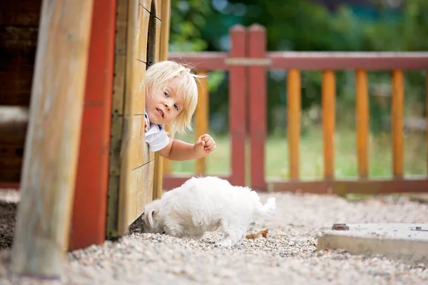 Niedliches Kleinkind Mit Weißem Maltesischen Welpen Spielt Park Geht Spazieren — Stockfoto