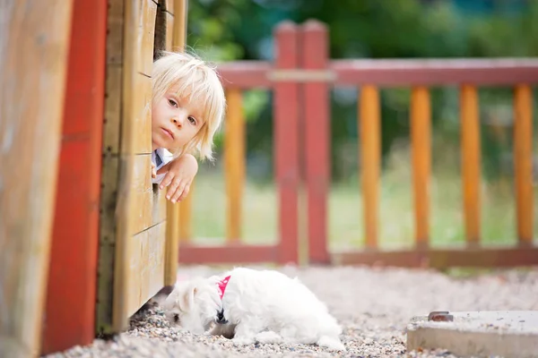 Cute Toddler Child White Maltese Puppy Playing Park Walking Riding — Stock Photo, Image