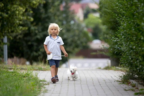 Aranyos Kisgyermek Fehér Máltai Kiskutya Játszik Parkban Séta Lovaglás Tricikli — Stock Fotó