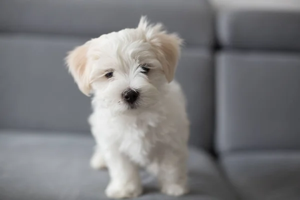 Söt Liten Maltesisk Hund Valp Sitter Soffan Hemma Märkligt Tittar — Stockfoto