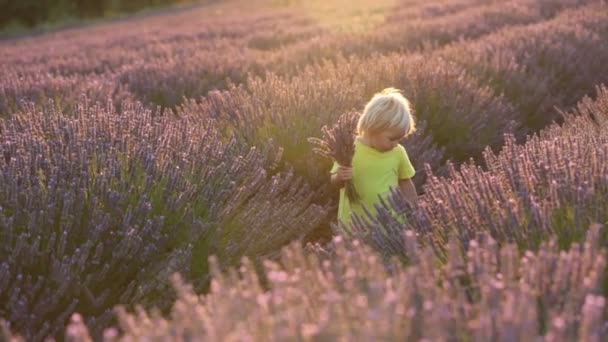 Niedliches Kleines Kind Schöner Junge Spielt Lavendelfeld Bei Sonnenuntergang — Stockvideo