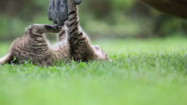Erkek Eli Bahçede Kedi Yavrusuyla Oynuyor — Stok video