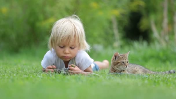귀여운 금발의 귀여운 귀여운 고양이와 정원에서 놀면서 아이스크림을 — 비디오