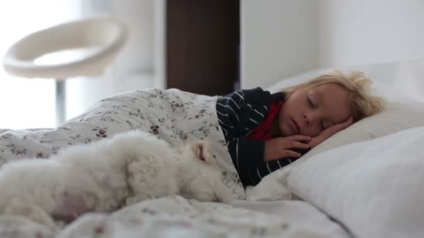 Cute Maluch Chłopiec Sypiając Małym Białym Szczeniakiem Maltański Godzinach Popołudniowych — Wideo stockowe